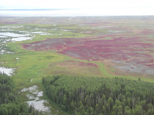 View from plane - amazing colours of vegetation.