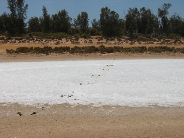 Emu footprints across a salt flat.