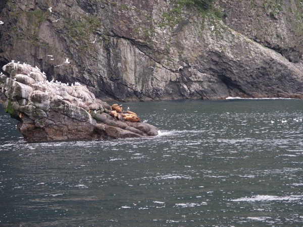 Seals on rocks - the smell was indescribable!