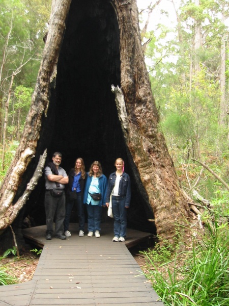 Inside the remains of a giant tingle tree.
L-R: Rob, Cathie, Judy, Laura