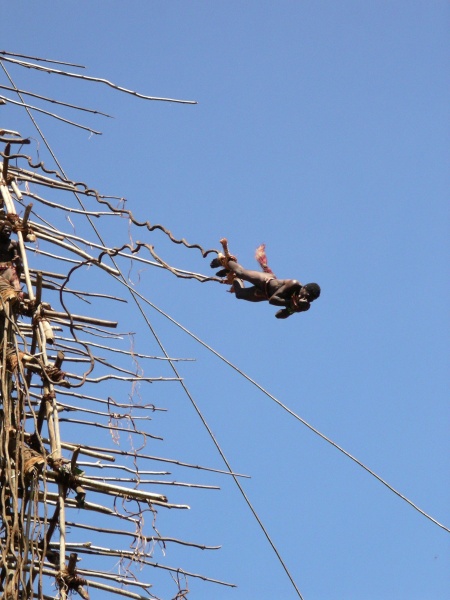 Pentecost Island "Land diver" in mid jump.. 