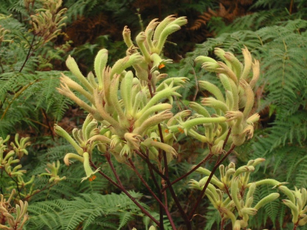 Kangaroo Paws. (Close-up)