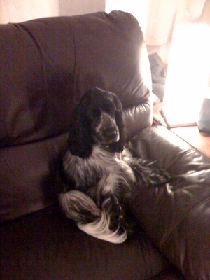 Stealing my seat on the sofa