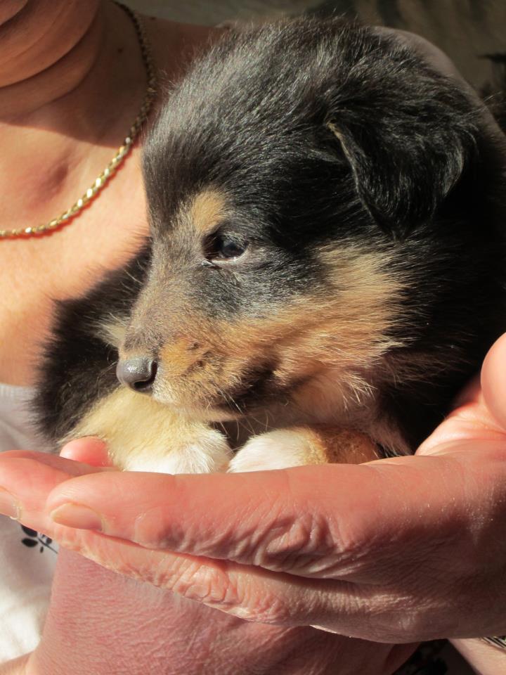 Our new puppy, due to come home in three weeks time.
Pip is a tri colour Shetland sheep dog.