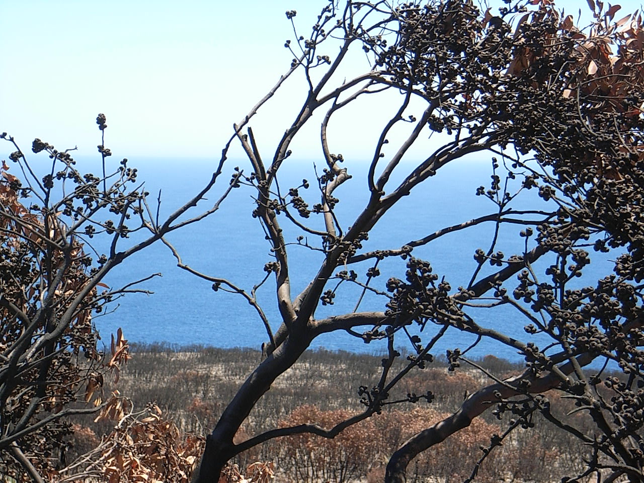 Named by Nicolas Baudin the french explorer. Looking through the recently burnt bushes across the southern ocean. From there, there is no land fall before Antarctica.