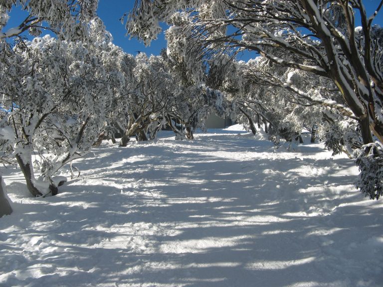 Beautiful snow gums