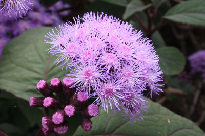 Taken in Melbourne Botanic Gardens - don't know the name!