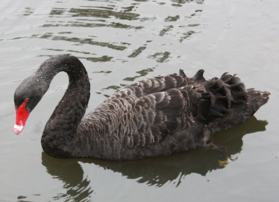 Black Swan