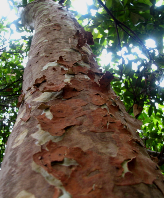 Angophora - from two Greek words, meaning 'vessel' or 'goblet', and 'to bear or carry', referring to the shape of the fruits;
costata - ribbed; the capsules bear prominent ribs
http://www.anbg.gov.au/gnp/gnp8/ango-cos.html