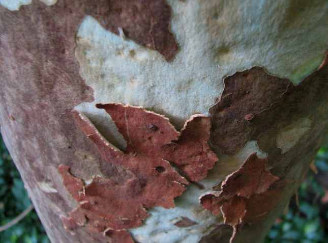 Angophora - from two Greek words, meaning 'vessel' or 'goblet', and 'to bear or carry', referring to the shape of the fruits;
costata - ribbed; the capsules bear prominent ribs
http://www.anbg.gov.au/gnp/gnp8/ango-cos.html