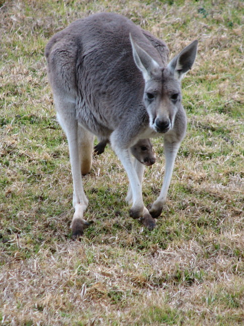 Grey Kangaroo & Joey taken at Dubbo Zoo 26th July'08