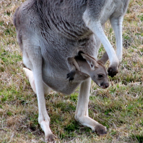 Grey Kangaroo & Joey taken at Dubbo Zoo 26th July'08