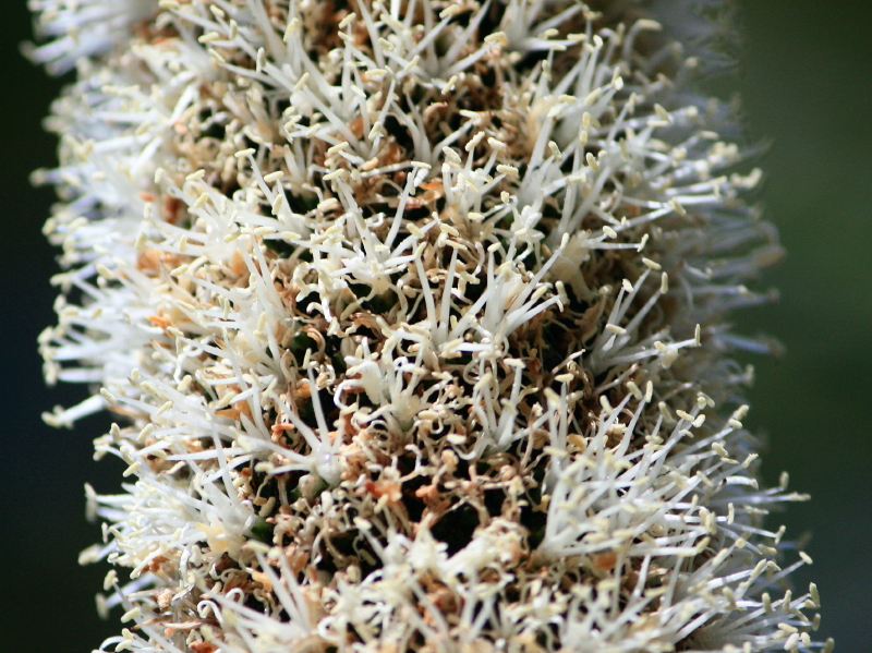 Grass trees have either an above-ground or below-ground woody stem, which is covered with packed leaf bases. The long, narrow leaves form a crown at the top of the stem and look like a grass skirt. Creamy-white flowers are crowded on the end of a long, spear-like flower spike.
http://www.rbgsyd.nsw.gov.au/education/Resources/bush_foods/Xanthorrhoea_species