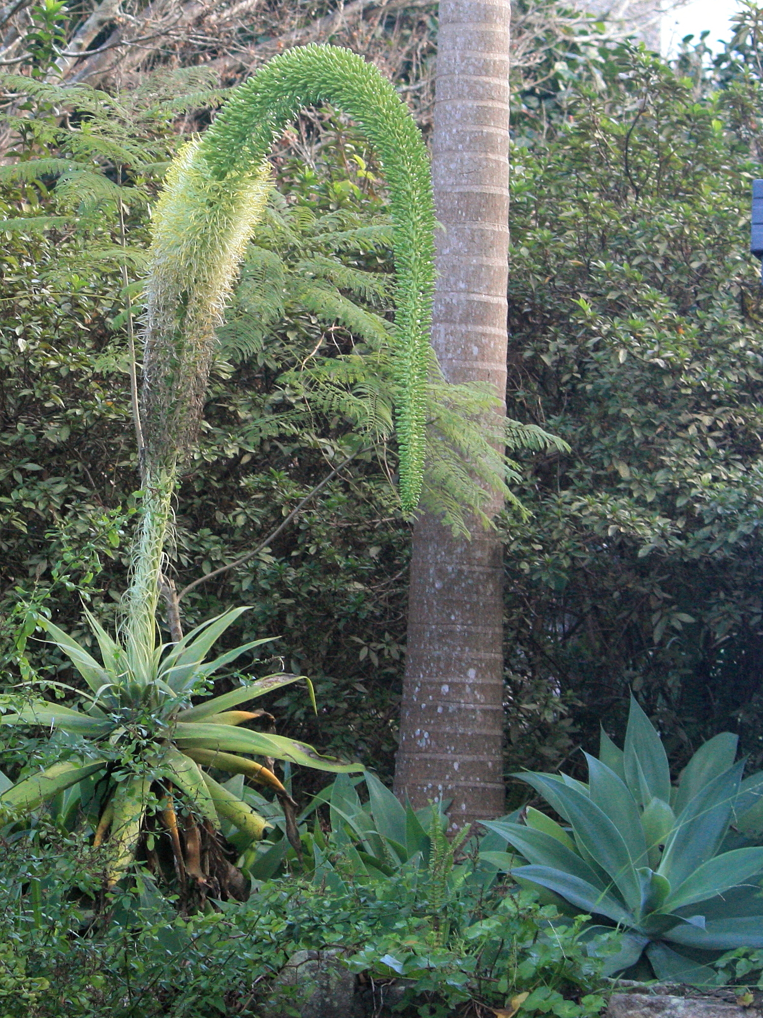 Swan's neck agave is a species of agave sometimes known as the "lion's tail", "foxtail", “elephant’s trunk”, because of its curved stem, unusual among agaves. Native to the plateau of central Mexico.