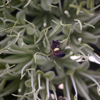 http://www.agaves.com.au/agave_facts.htm
http://www.smgrowers.com/products/plants/plantdisplay.asp?plant_id=65
http://blog.savewater.com.au/2011/05/plant-favourite-swans-neck-agave/