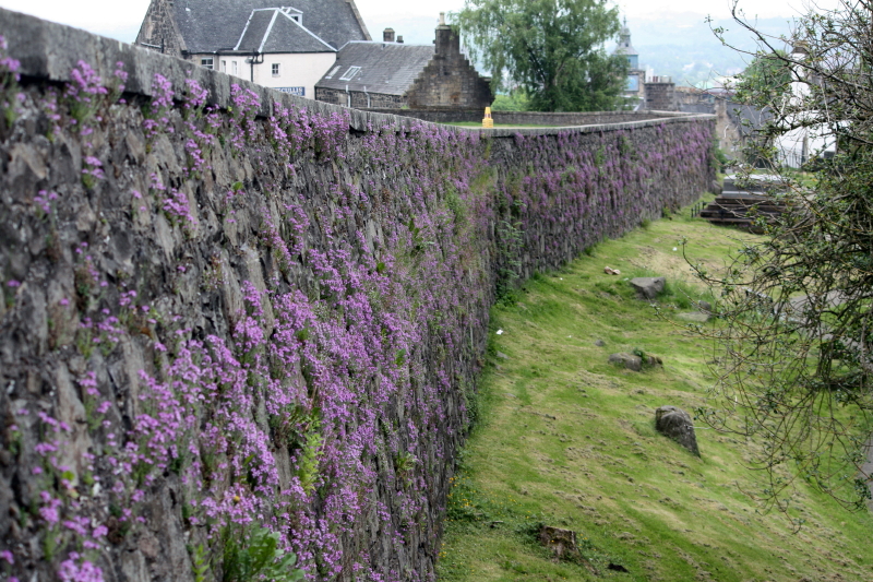 pretty little flowers growing all along the wall