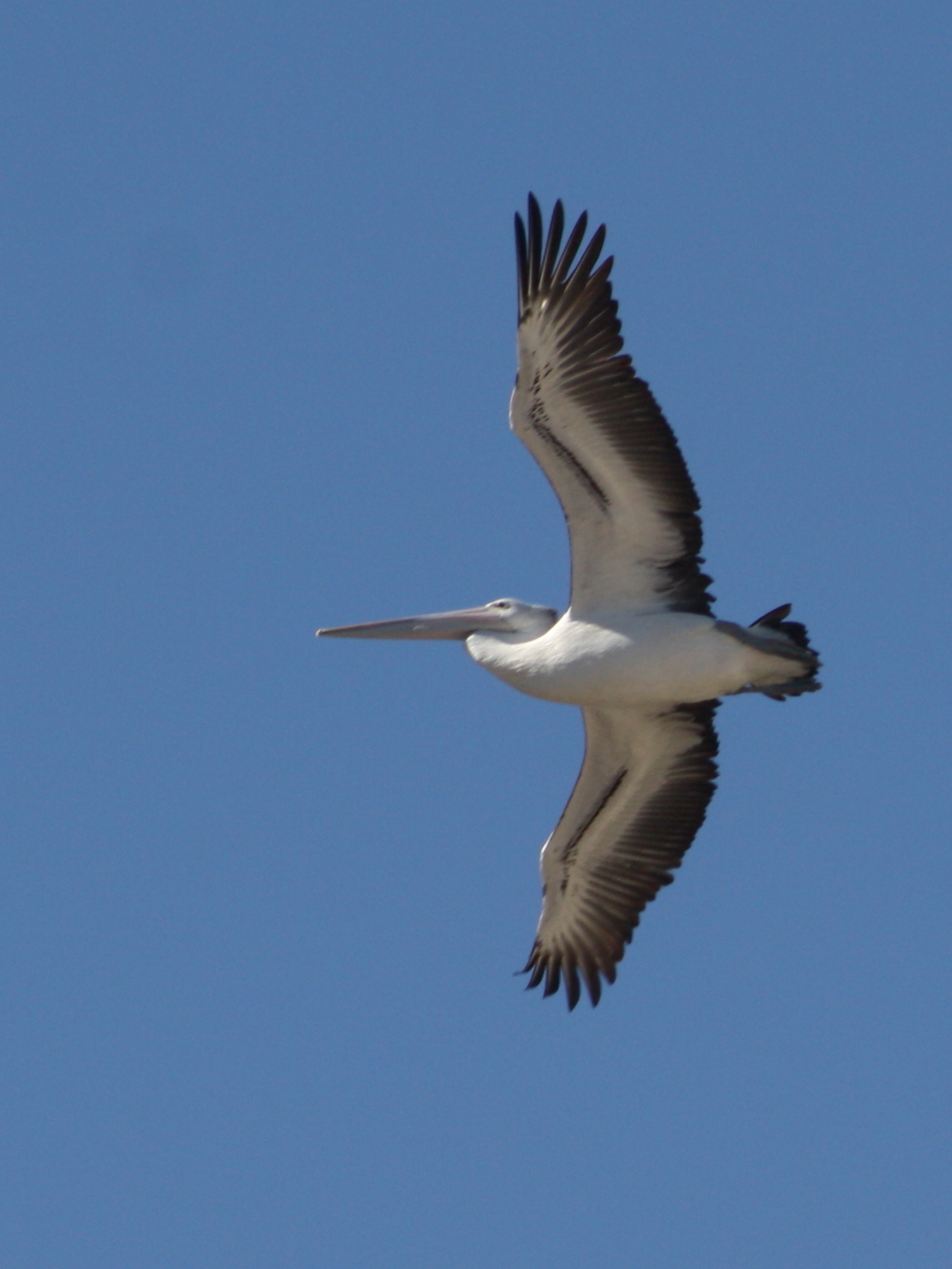 high flying pelican ove Necastle beach