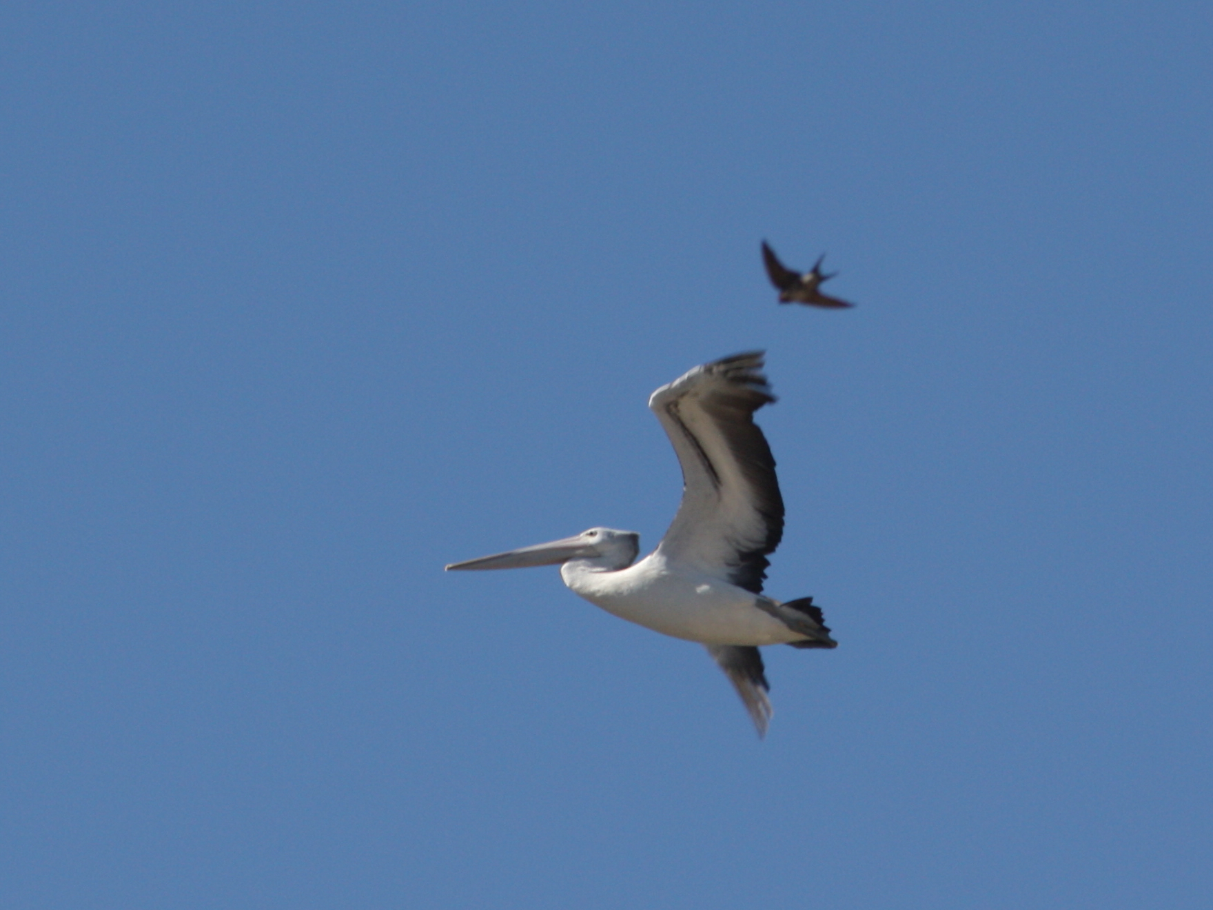 swallow dive bombing Pelican, Newcastle beach