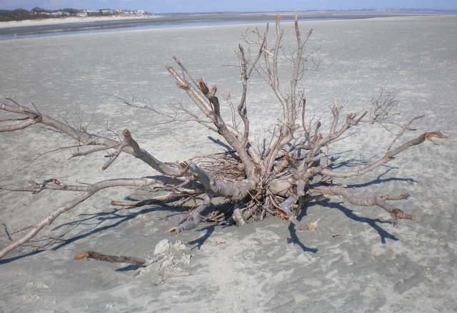 We discovered lots of interesting things on our bike ride on the beach