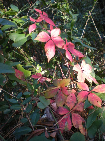 This Virginia creeper looked a lot like poinsettia to me, so I took a picture