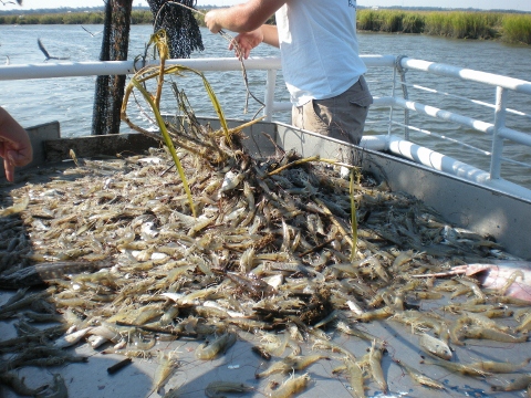 Part of the catch.  The crew steamed the shrimp for us.  It was delicious!