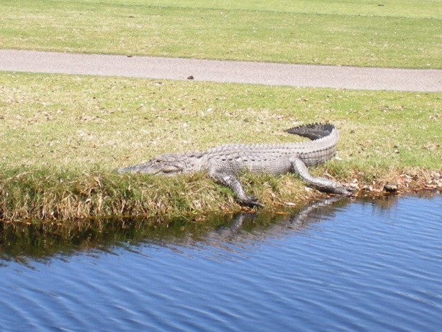 One of the not-so-friendly Fripp Island alligators