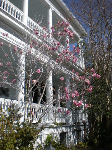 Beautiful tulip magnolia