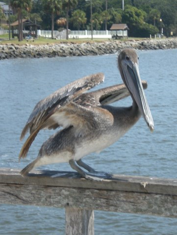 Simon, the St. Simons Island Fishing Pier pelican, cleared for takeoff.