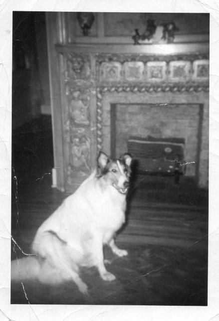 This was the dog my family had when I was growing up.  Heidi's collie collection inspired me to dig up this old photo!