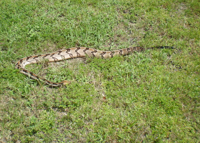 On our drive to Fernandina Beach, we stopped at a scenic site to take pictures and came across this huge rattlesnake - dead, fortunately!  He must have been hit by a car, then slithered to the grassy bank where we found him.