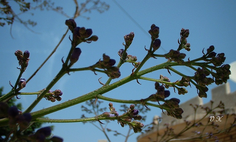 April 2008 Jacaranda tree is getting ready to bloom. 