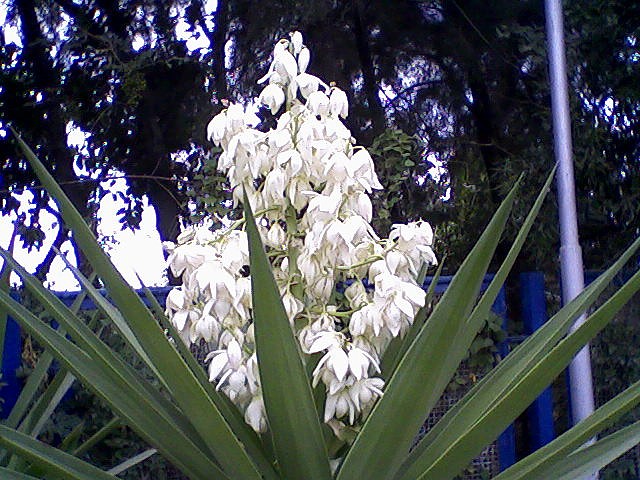 Those spikes so sharp, you can't even get close to the flowers.