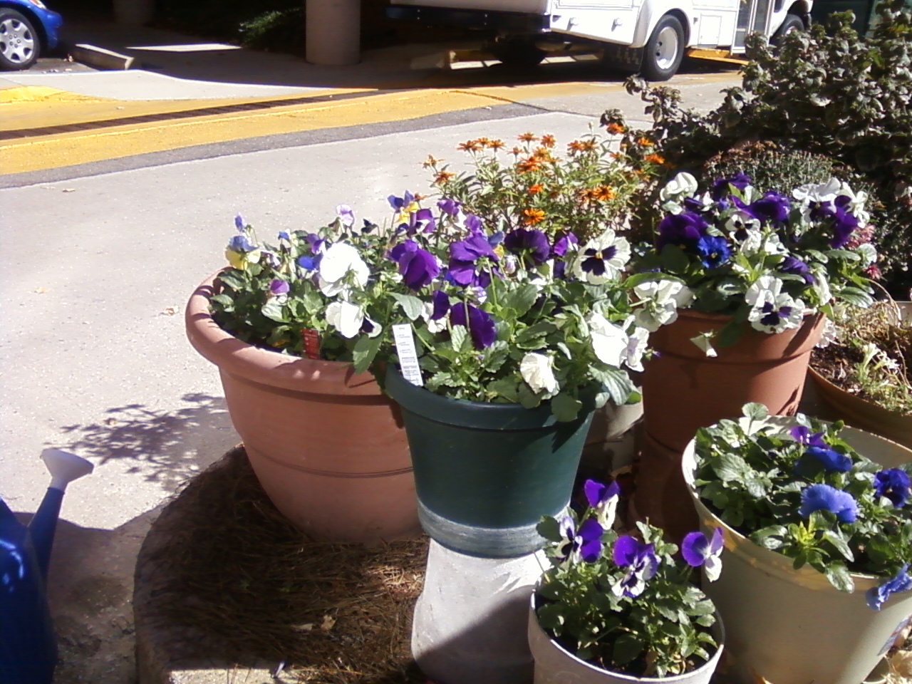 Same location as the petunias had been, but after they died out. Lots of containers added to that location. Behind the pansies are some orange zinnias, and a pot of Chrysanthemums. 