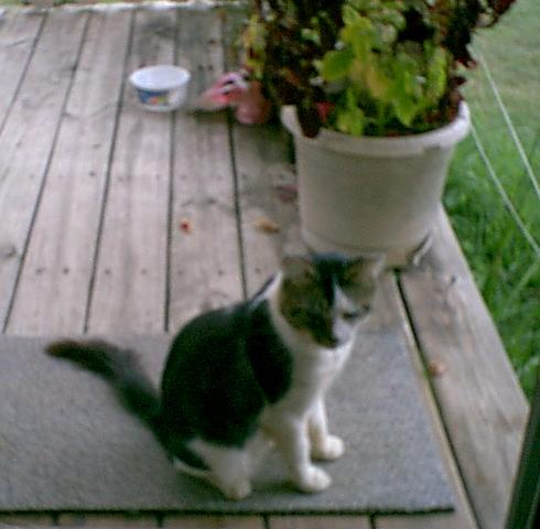 Phantom on our back porch