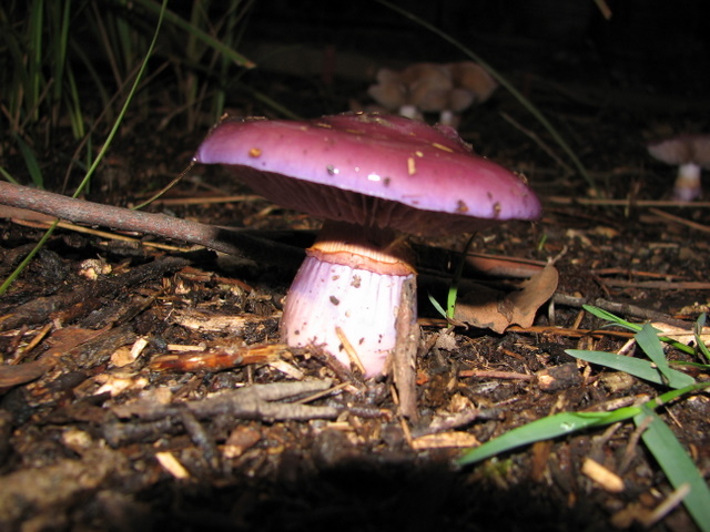 When these purple fungi come up. they start as a very tight cup and then open out to this amazing shade. They have a gooey coating!