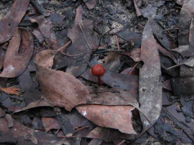 Another tiny version. The leaves surrounding are dead gum tree leaves which are about 10cm (4-5 inches) long.