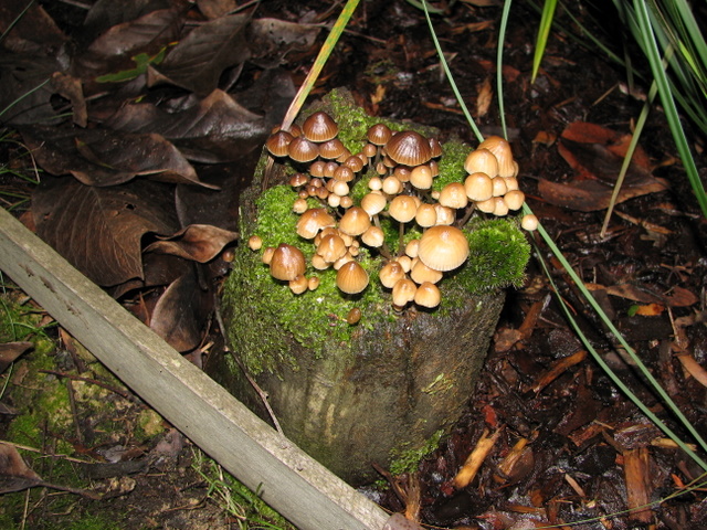 Fungtropolis! 
Tiny fungi atop a low stump.