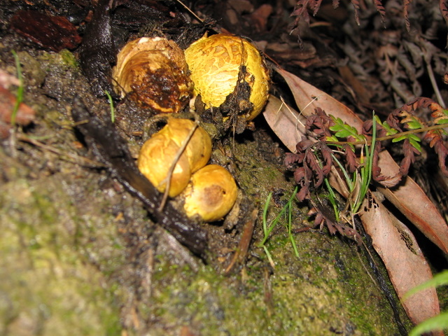 These are a yellow puff ball type. How they grow there I do not know. The ground is as hard as concrete!