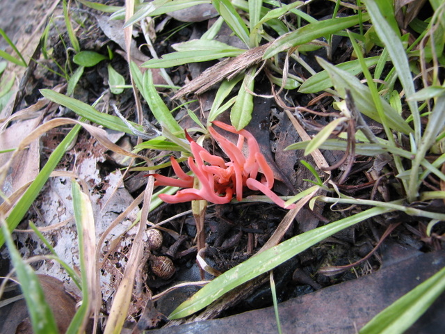 These are TINY. They grow in bunches of finger like forms.The green around them are blades of grass.