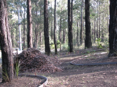 This is looking toward the road through the mountain ash which is the indigenous eucalypt of our area. The huge pile is the  rakings of their leaves and branches which we mulch and put back under to create the beds.