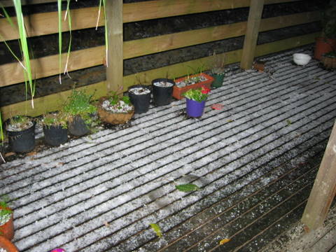 We had an amazing hail storm on 25th Dec-White Christmas. This of course is at the height of our summer! 