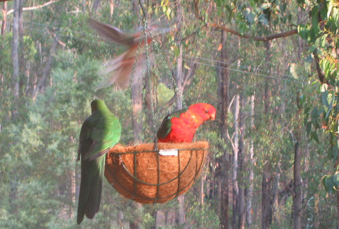 Mr and Mrs King. He has the orange front. These parrots mate for life so we have seen some of their children too.
Out of focus is a rosella coming in to land at the seed basket.