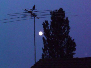 photo doesn't do it justice,
it looked huge, through the trees and note the black bird, oh was he singing.