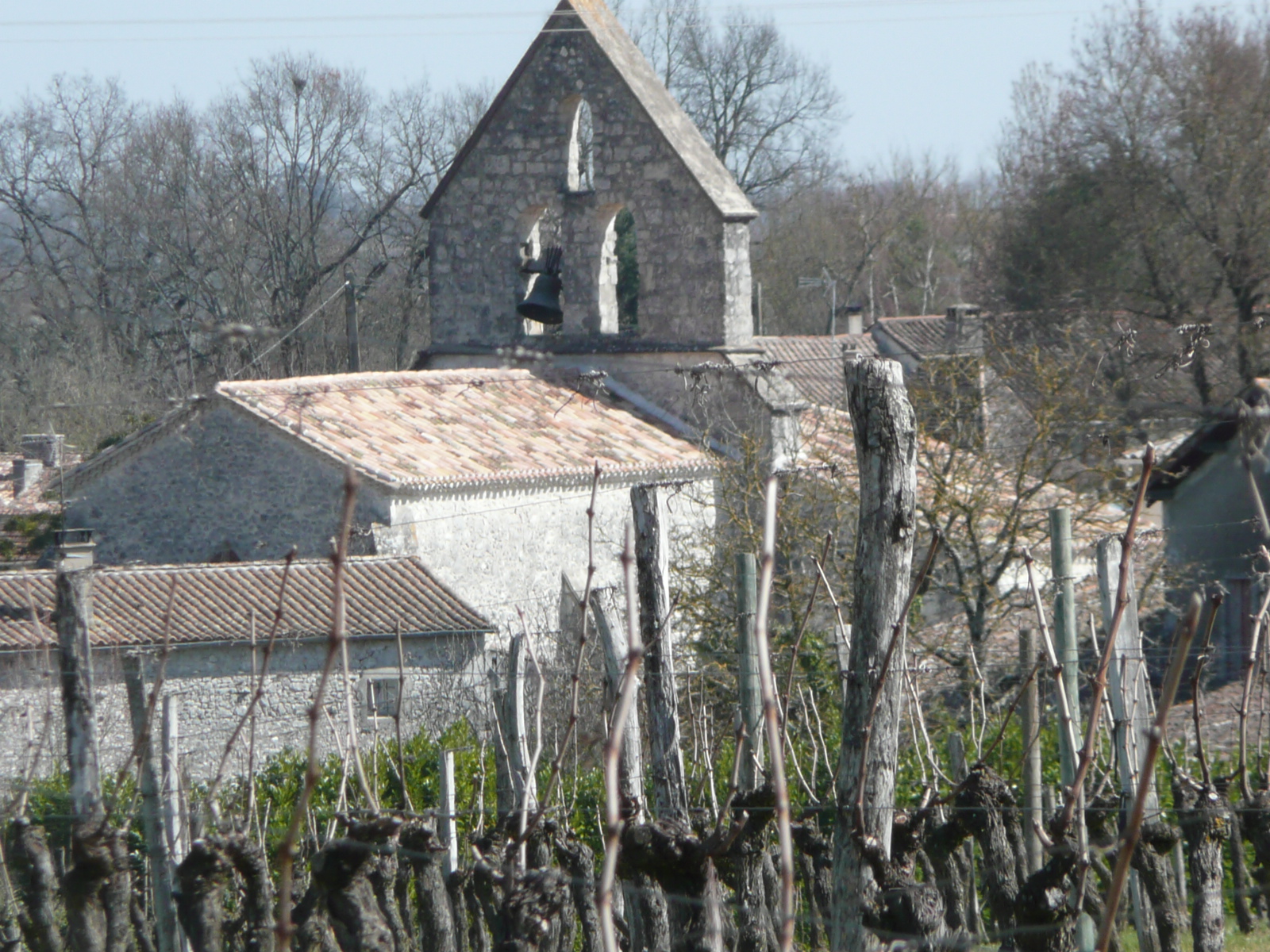 as seen from across the vines