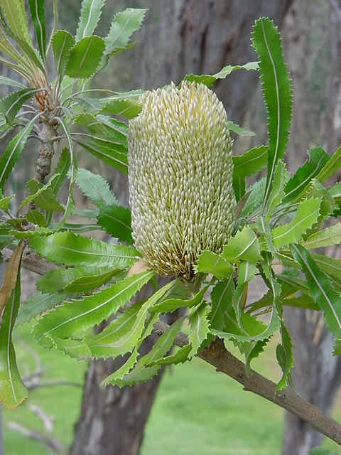 Another variety of banksia