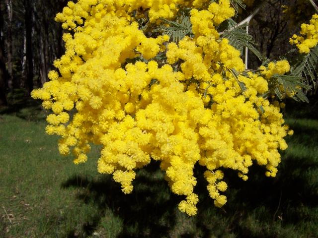 Acacia baileyana