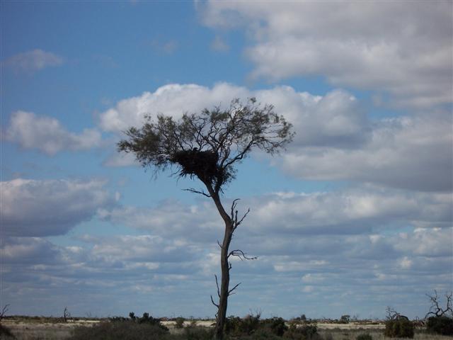 This is one of a lonely couple of trees on the vast treeless plain between Deniliquin and Hay, N.S.W. A pair of eagles has been nesting there for some time now, as it's the highest point for miles around. It's not far from the road and very exposed but they are there every year. UPDATE 2008. The eagles have gone. One was found dead at the bottom of the tree with no sign of the other. The nest has been taken over by crows. It's so sad.