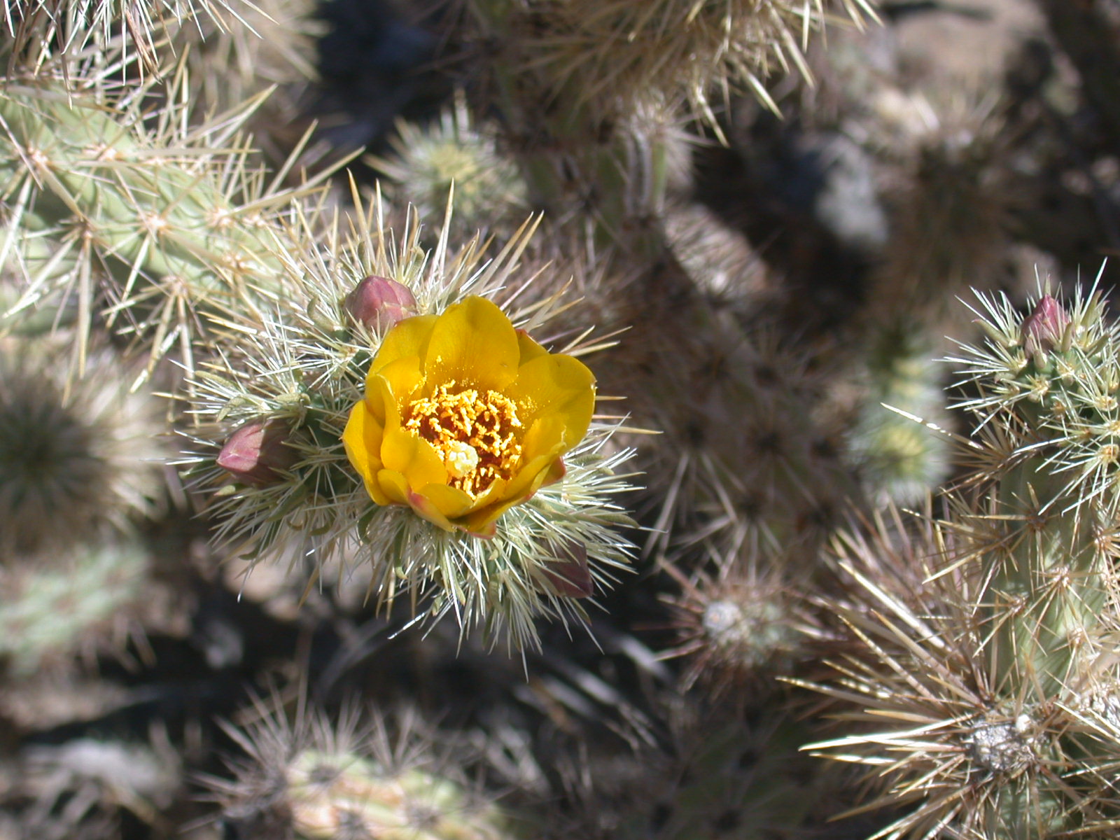 A Cholla Cactus in bloom.  Yuma Foothills, Arizona