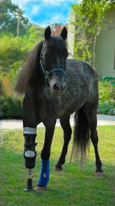 She's a gray speckled pony who was abandoned by her owners when Katrina hit southern Louisiana, USA.  She spent weeks on her own before finally being rescued and taken to a farm where abandoned animals were stockpiled.  While there, she was attacked by a pit bull terrier, and almost died.  Her gnawed right front leg became infected and her vet went to LSU for help.  But LSU was overwhelmed, and this pony was a welfare case.  You know how that goes.

