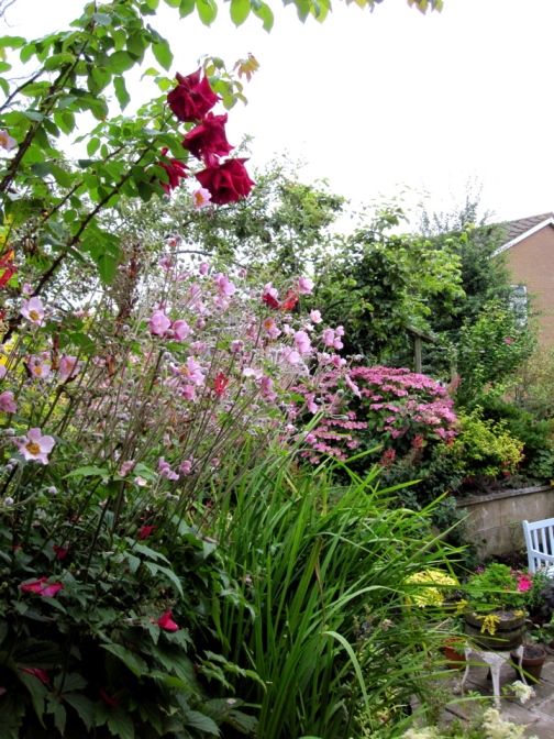 Tall plants on the trellice in foreground:  Magnolia and Japanese pear in the rear:  Patio bottom right.